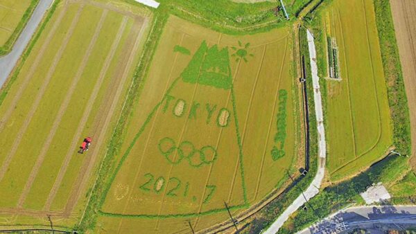 田んぼアートを撮影しました